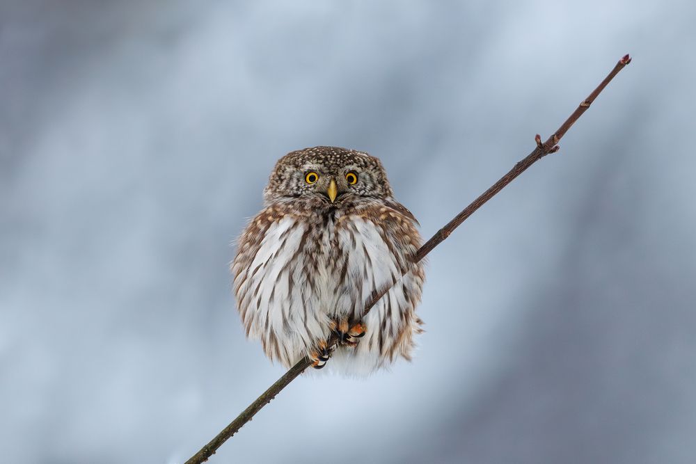 Photograph by Антон Науменко