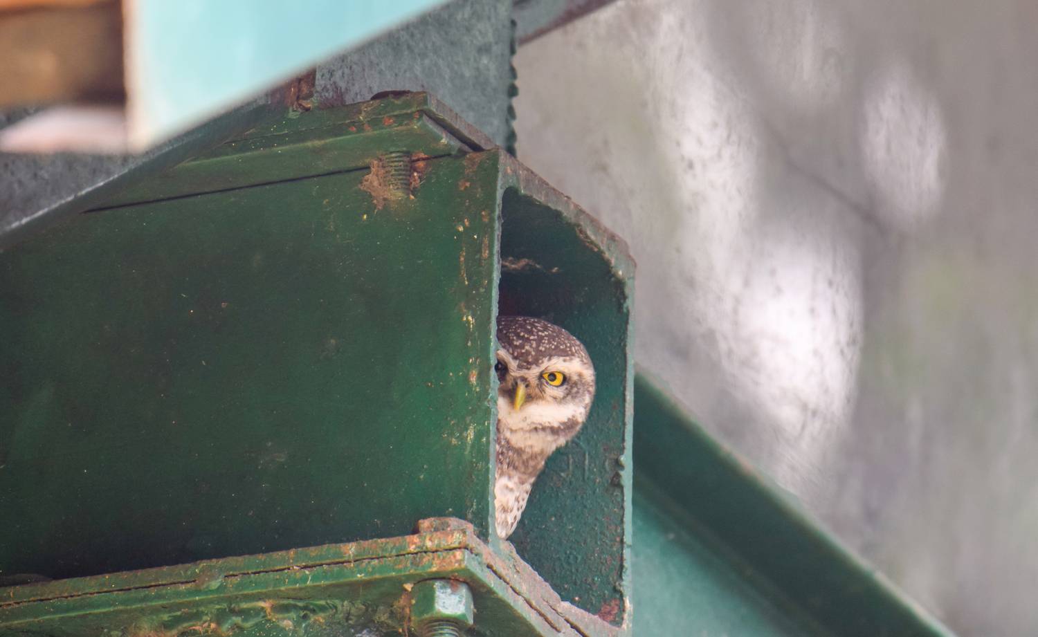 SNEAKY SPOTTED OWLET