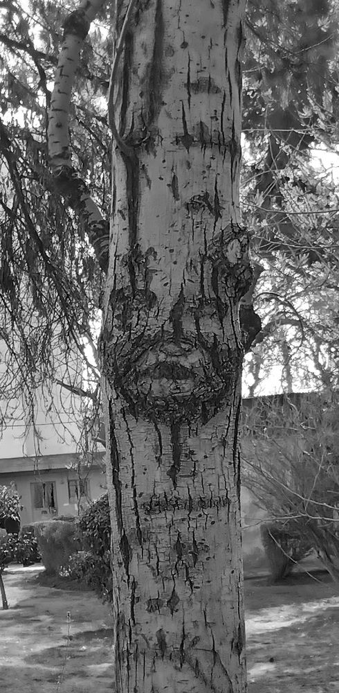 Someone lives in tree