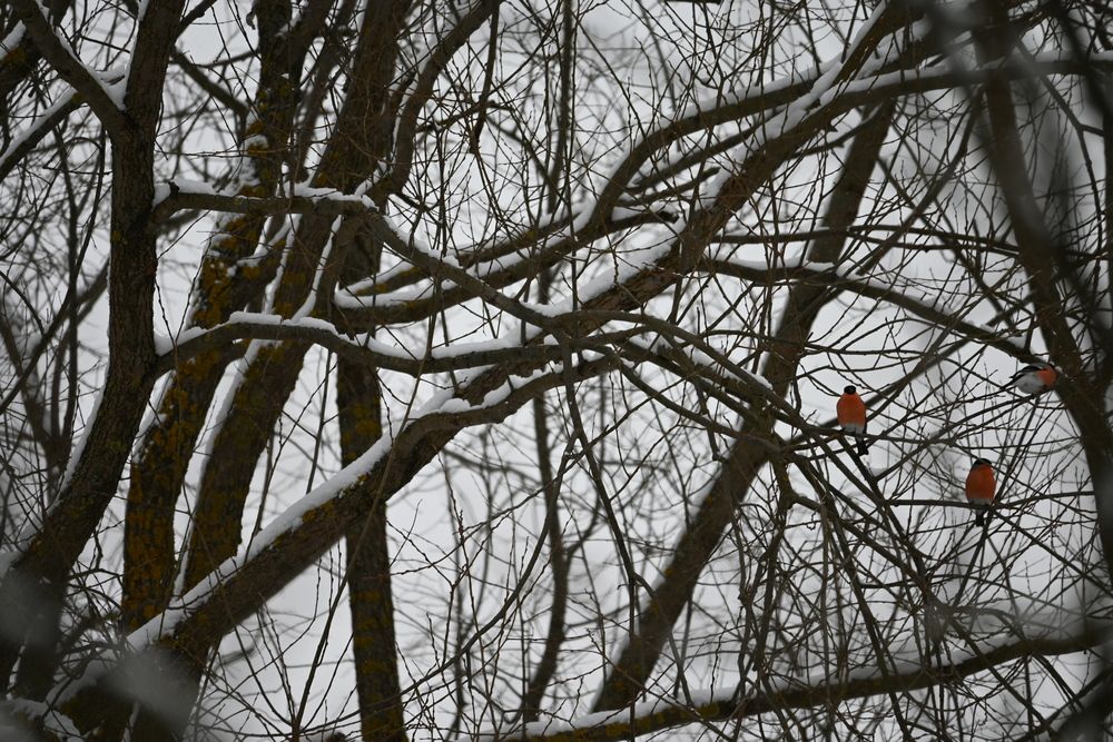 Любовный треугольник