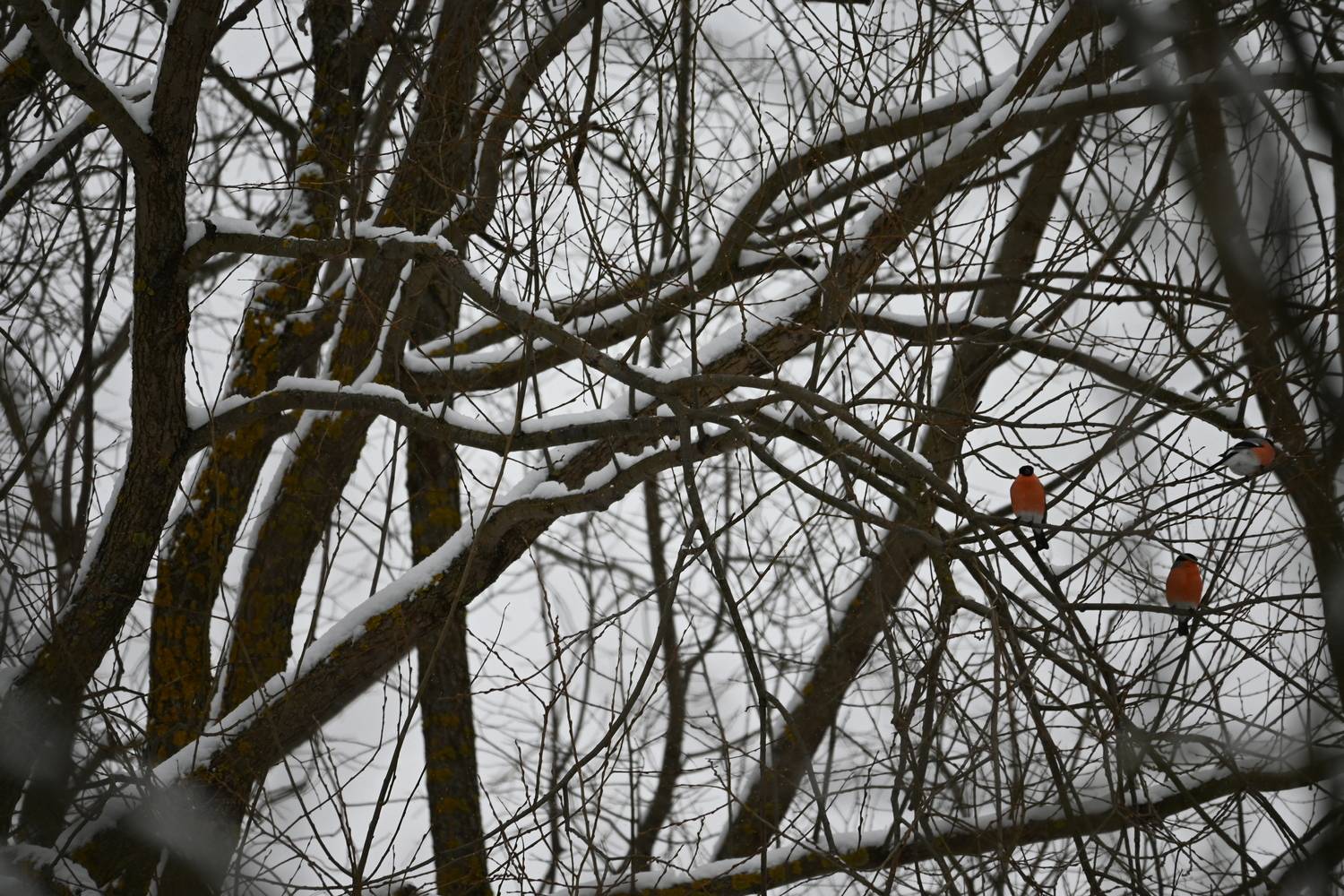 Любовный треугольник