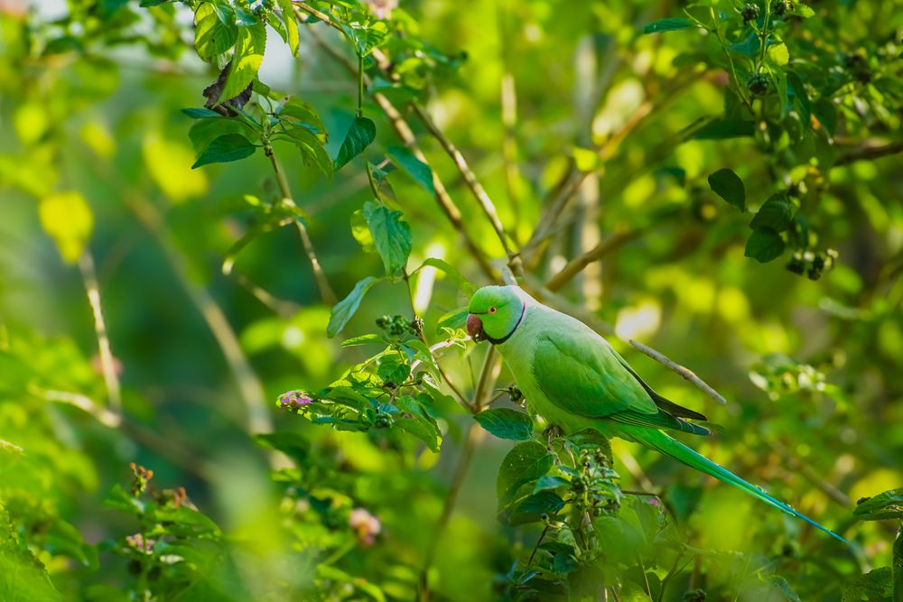 Hidden in the canopy, a splash of green : A Rose-ringed parakeet in nature\'s candy store.