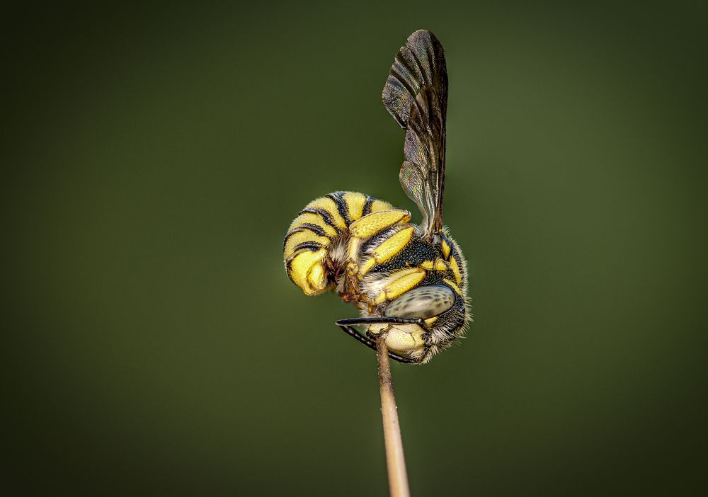Anthidiellum strigatum