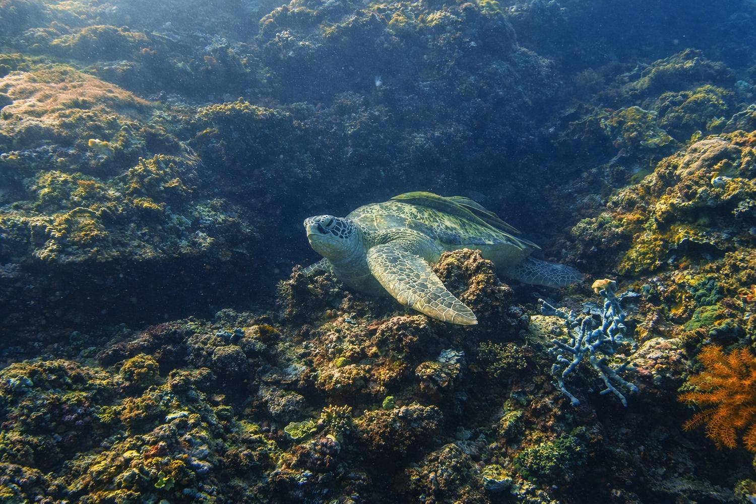 Sea turtle resting