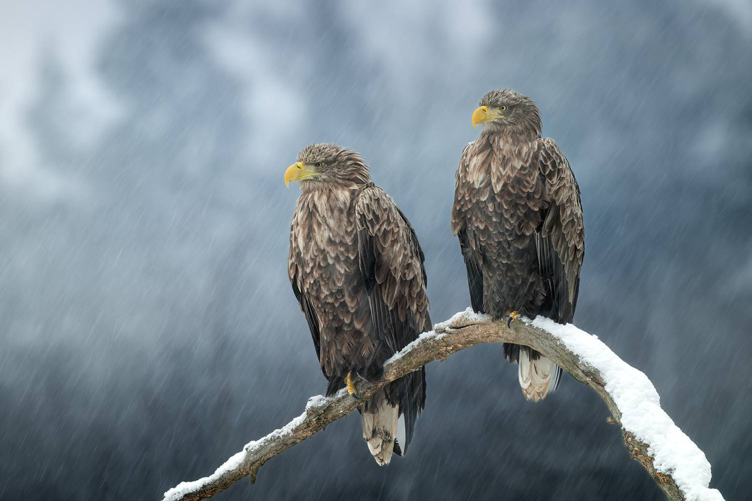 Фотография #13369764