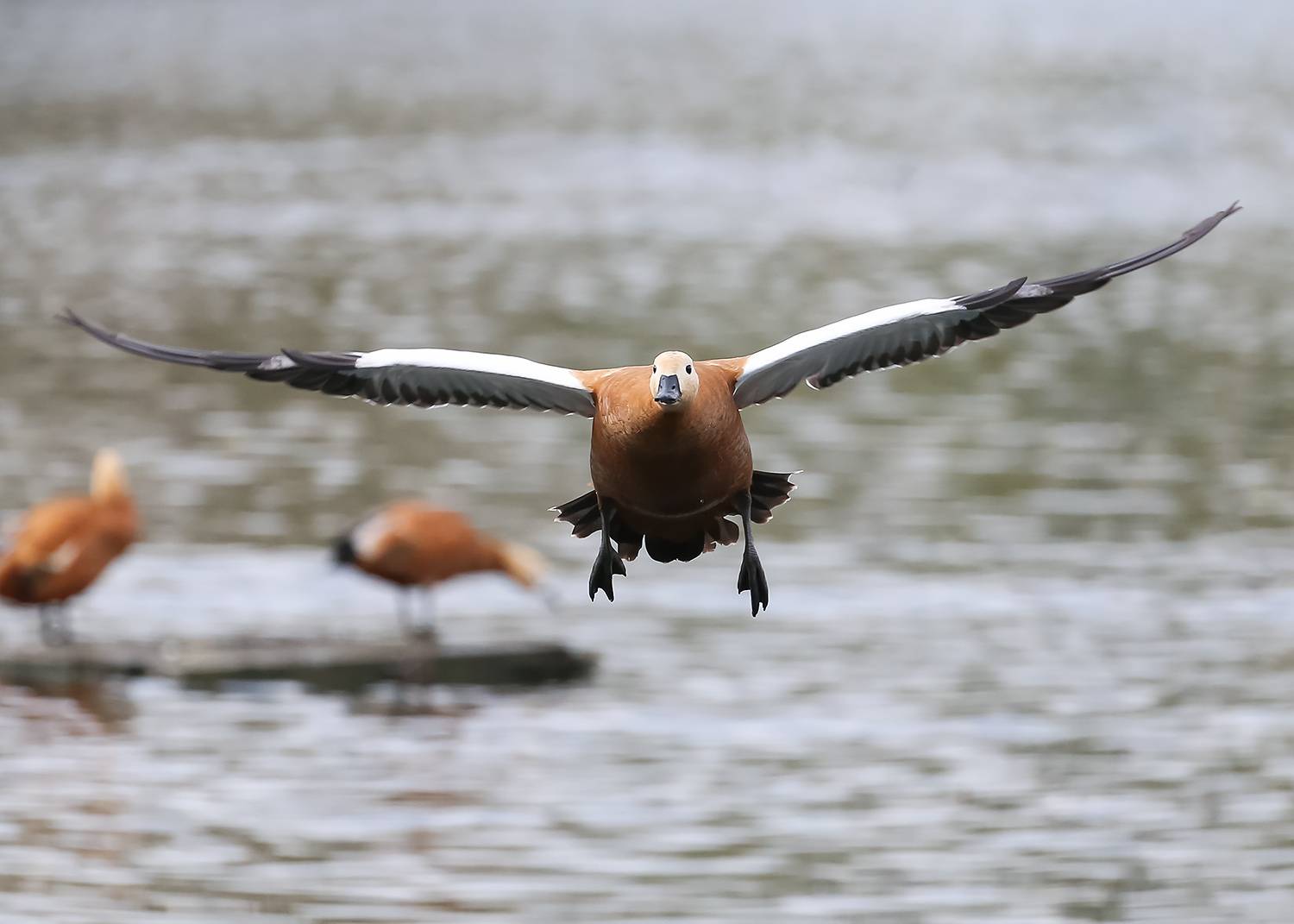 Фотография #13369782