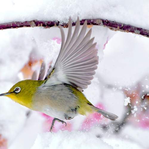 bird