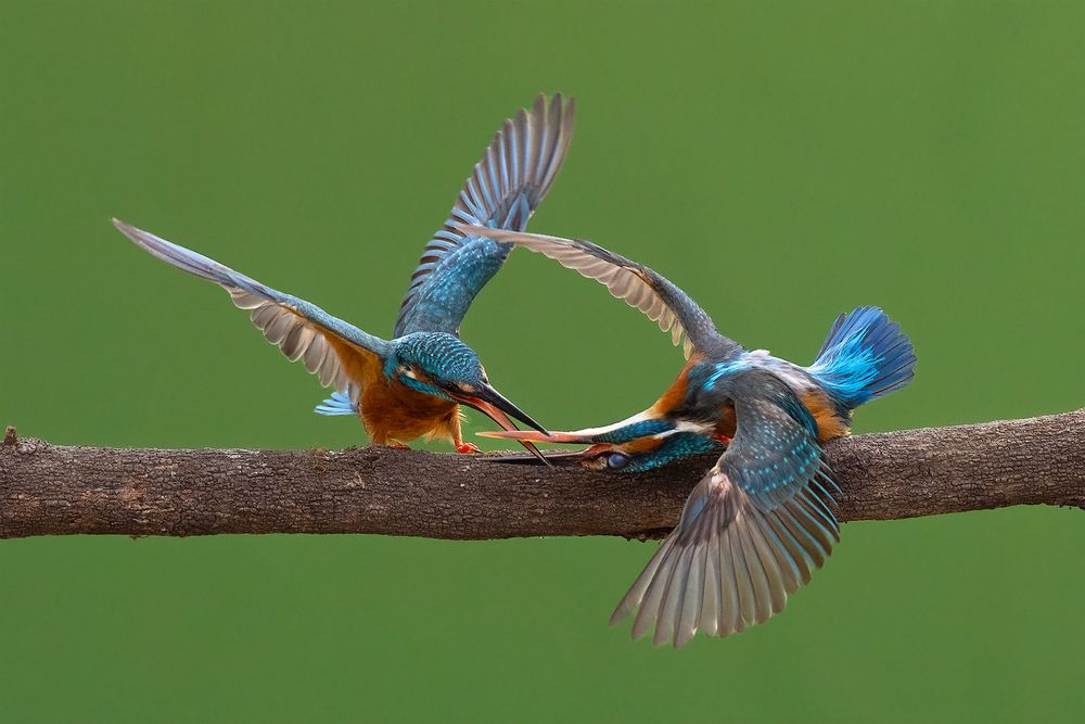 Фотография автора nitin jain