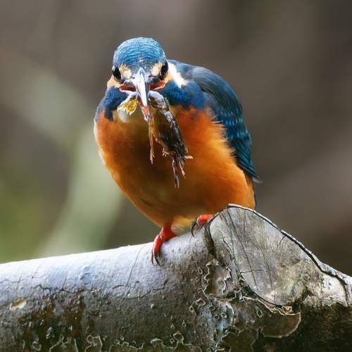 bird