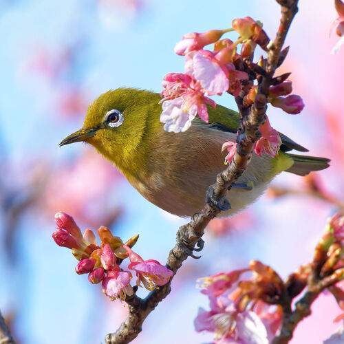 bird