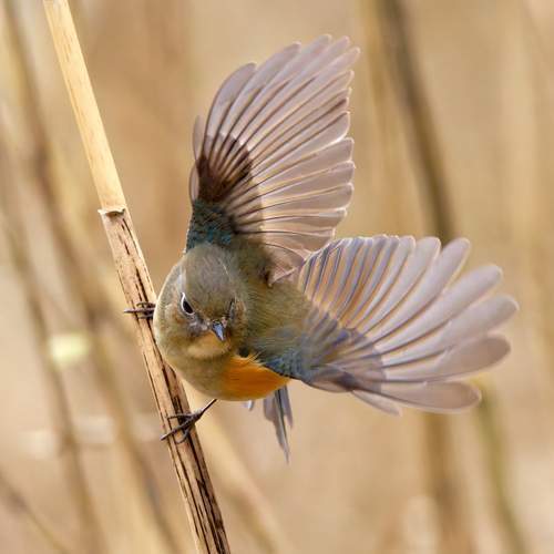 bird