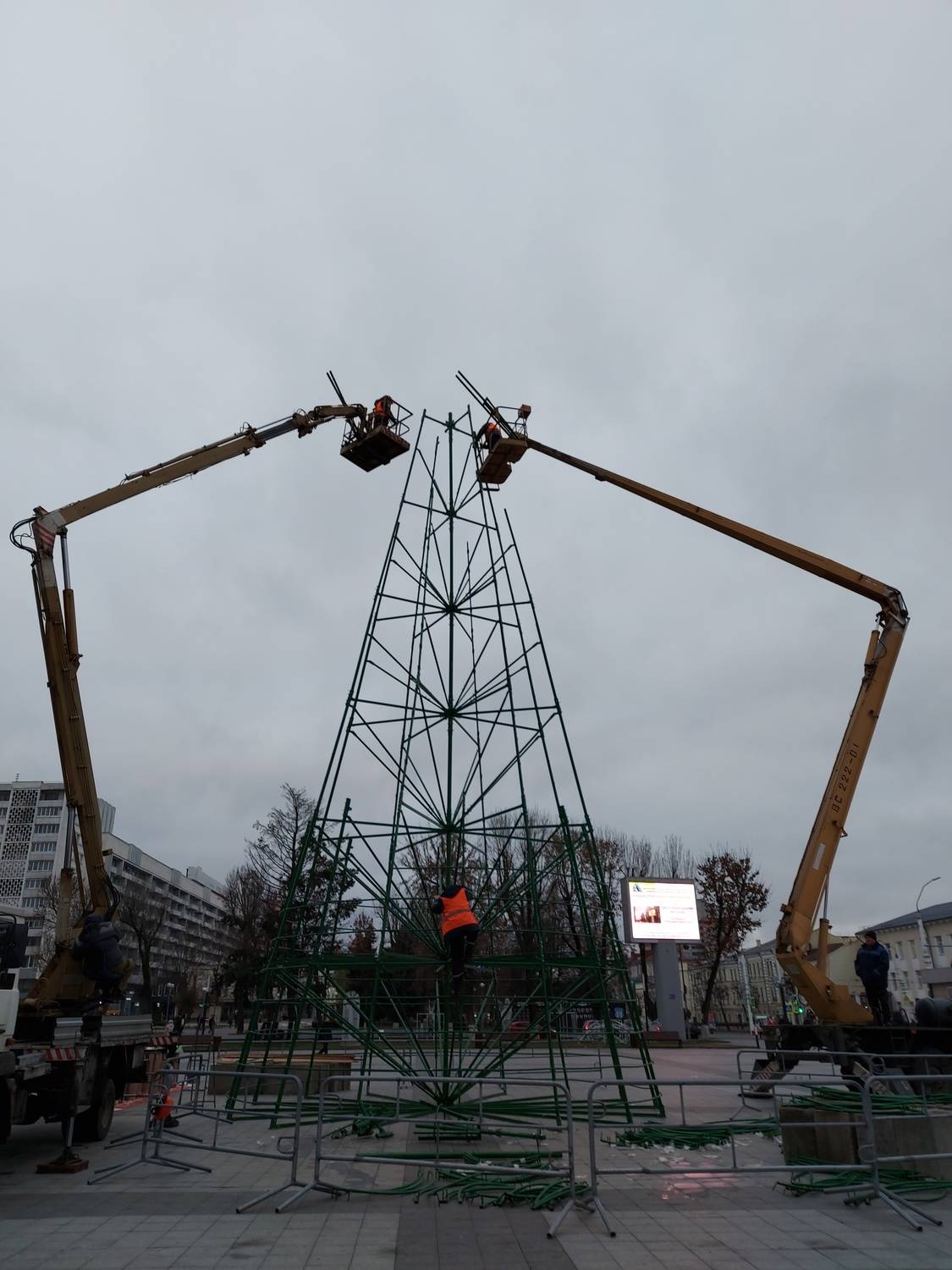 Рождение ели.