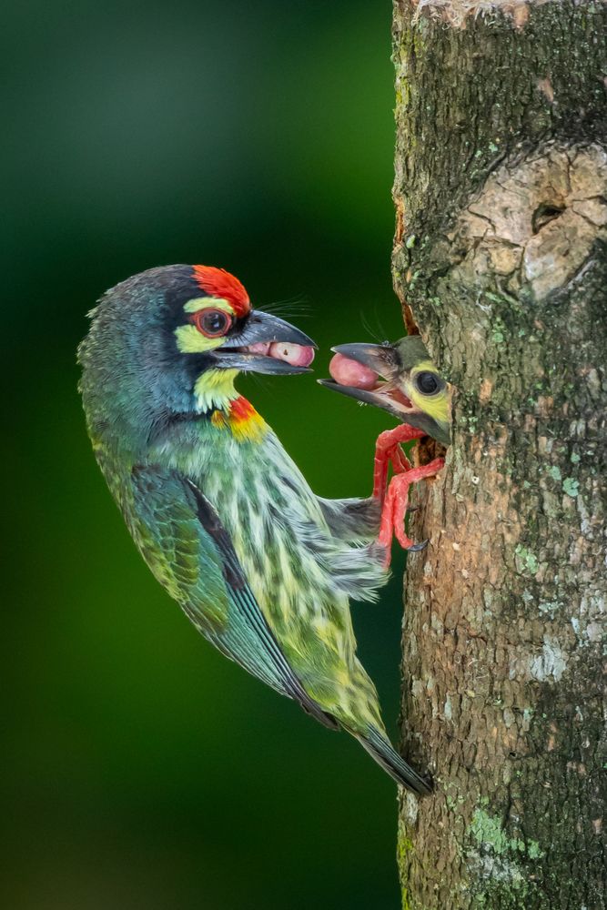 Meals delivery with loads of love