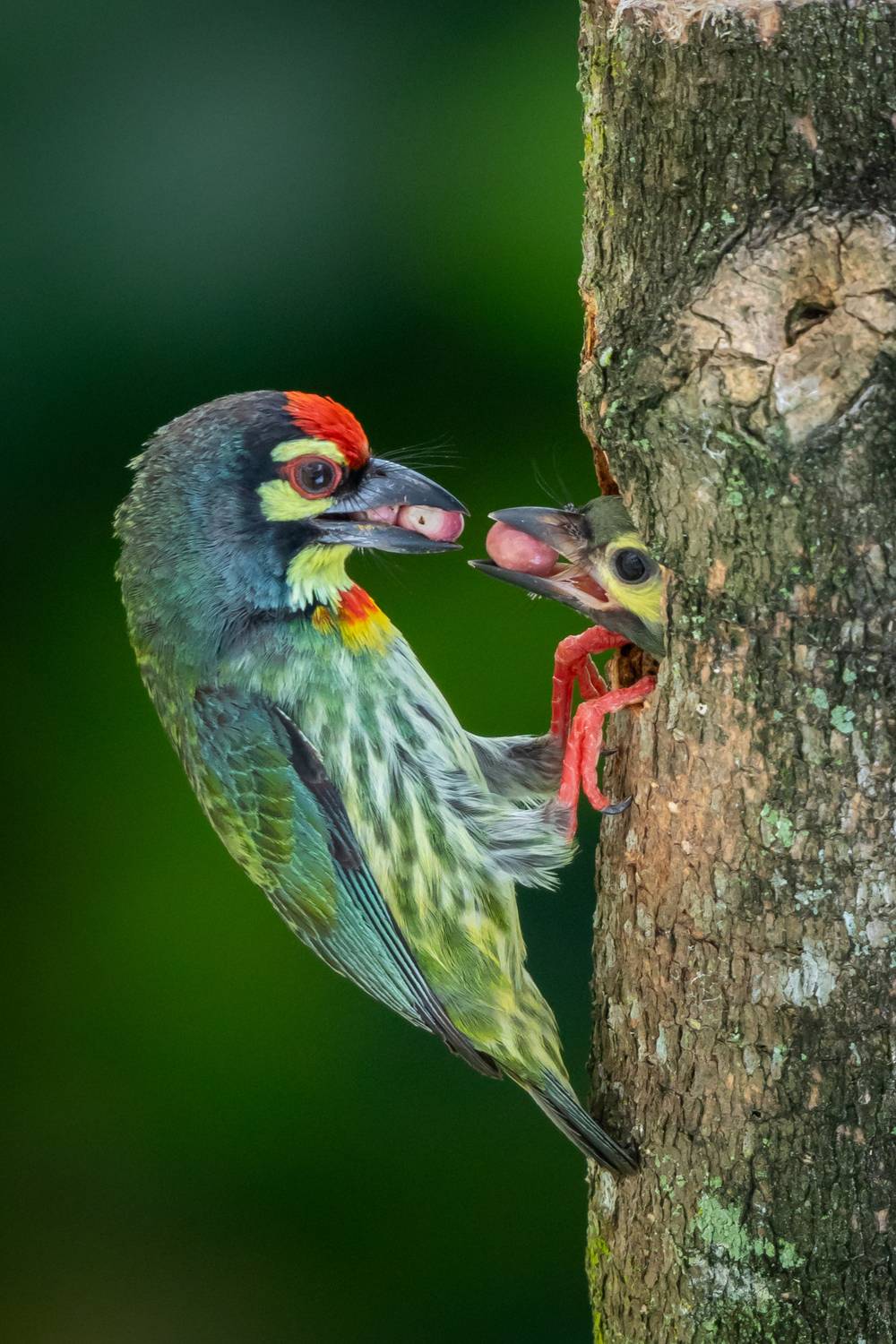 Meals delivery with loads of love