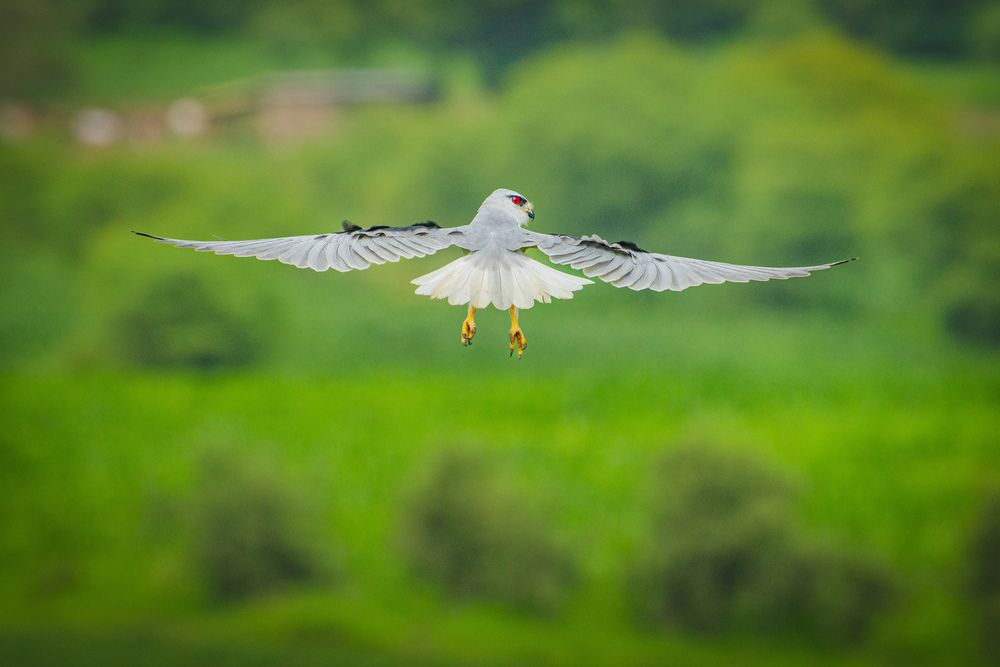 Hovering for hunt