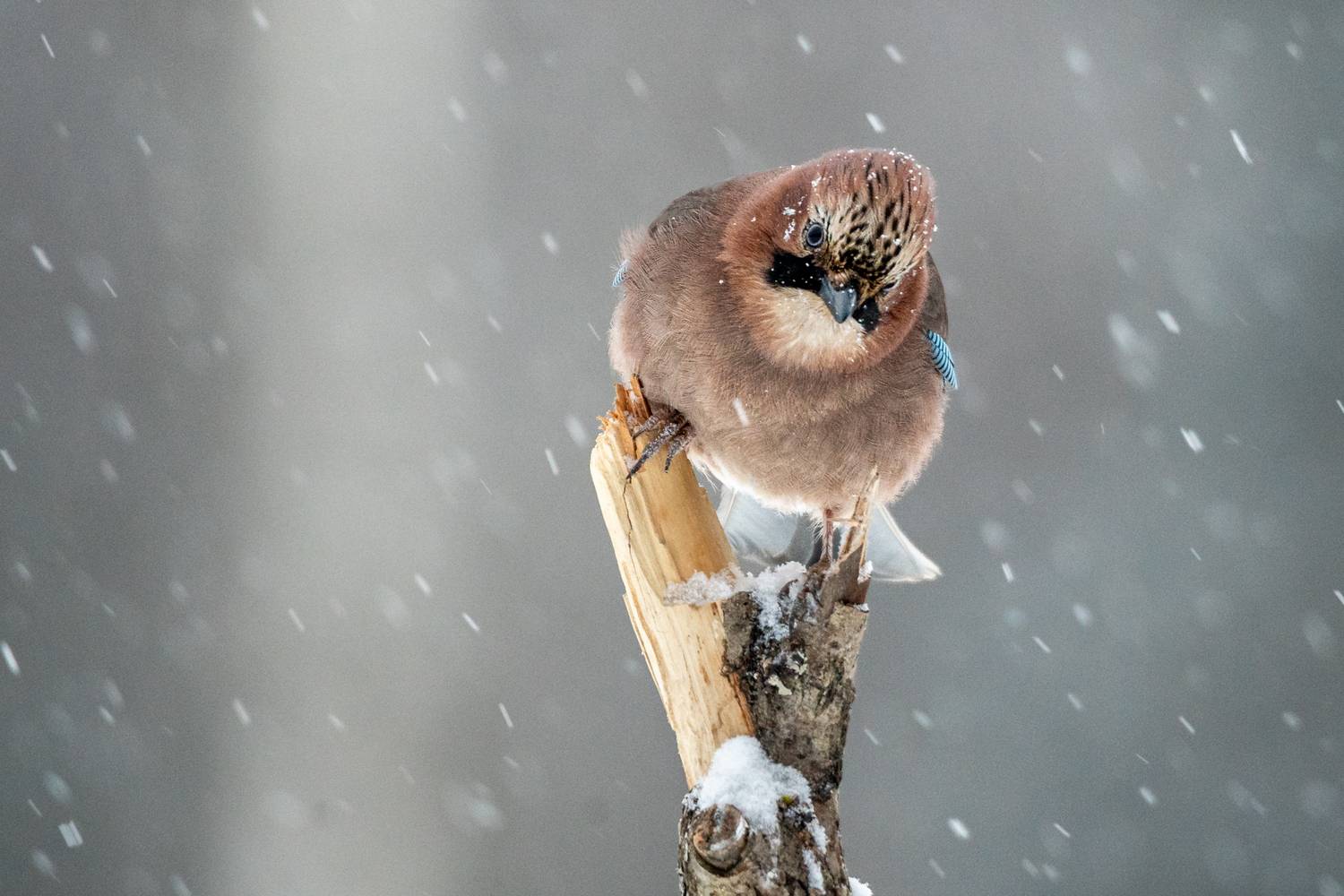 Photo #13370544