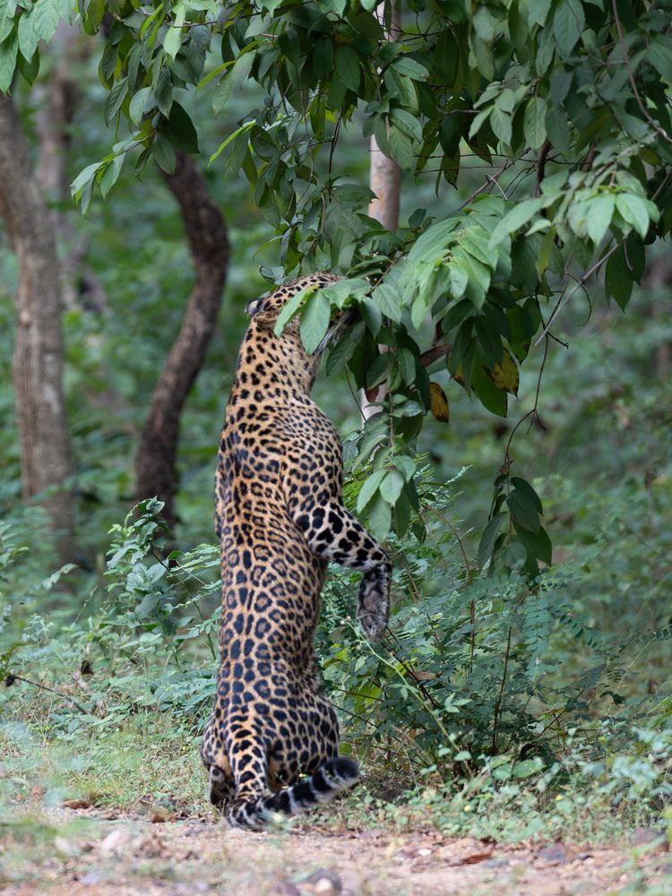 Photograph by ANEESH BHASKARAN