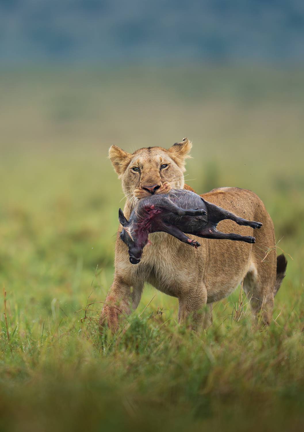 The Shape of Survival The Shape of Survival