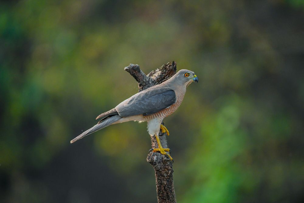 Фотография автора vivek amberkar