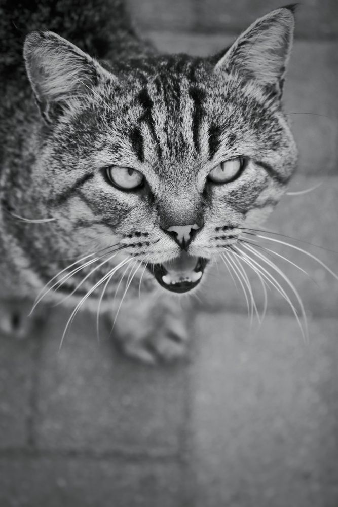 Photograph by Анастасия Кочетова