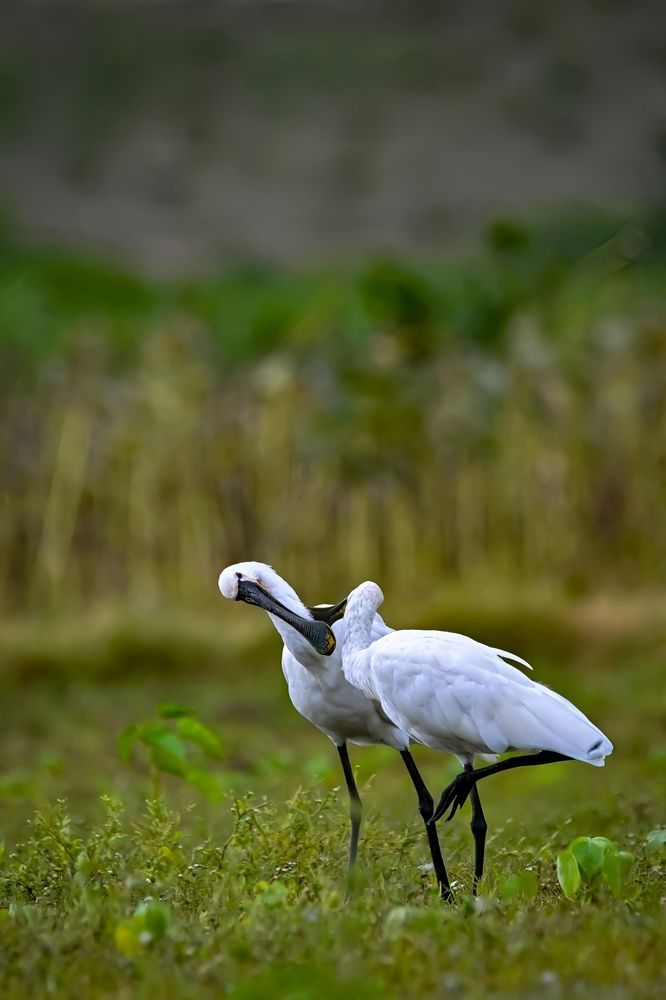 Фотография автора vivek amberkar