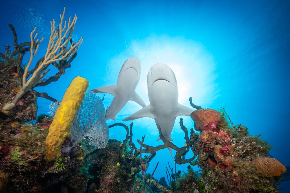 The Guardians of the Reef