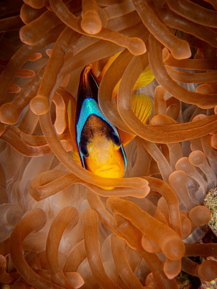 Photograph by Plakida Alexander