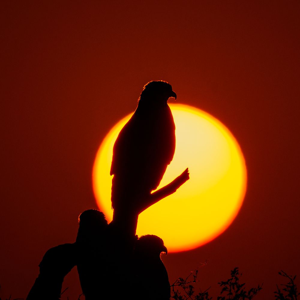 Фотография автора APS KUMAR