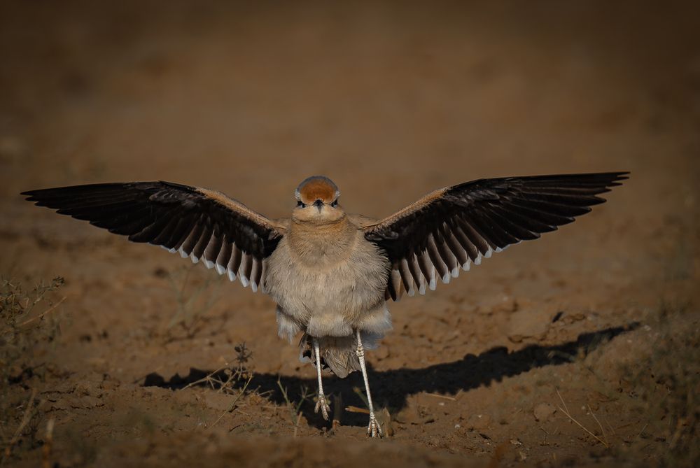Фотография автора APS KUMAR