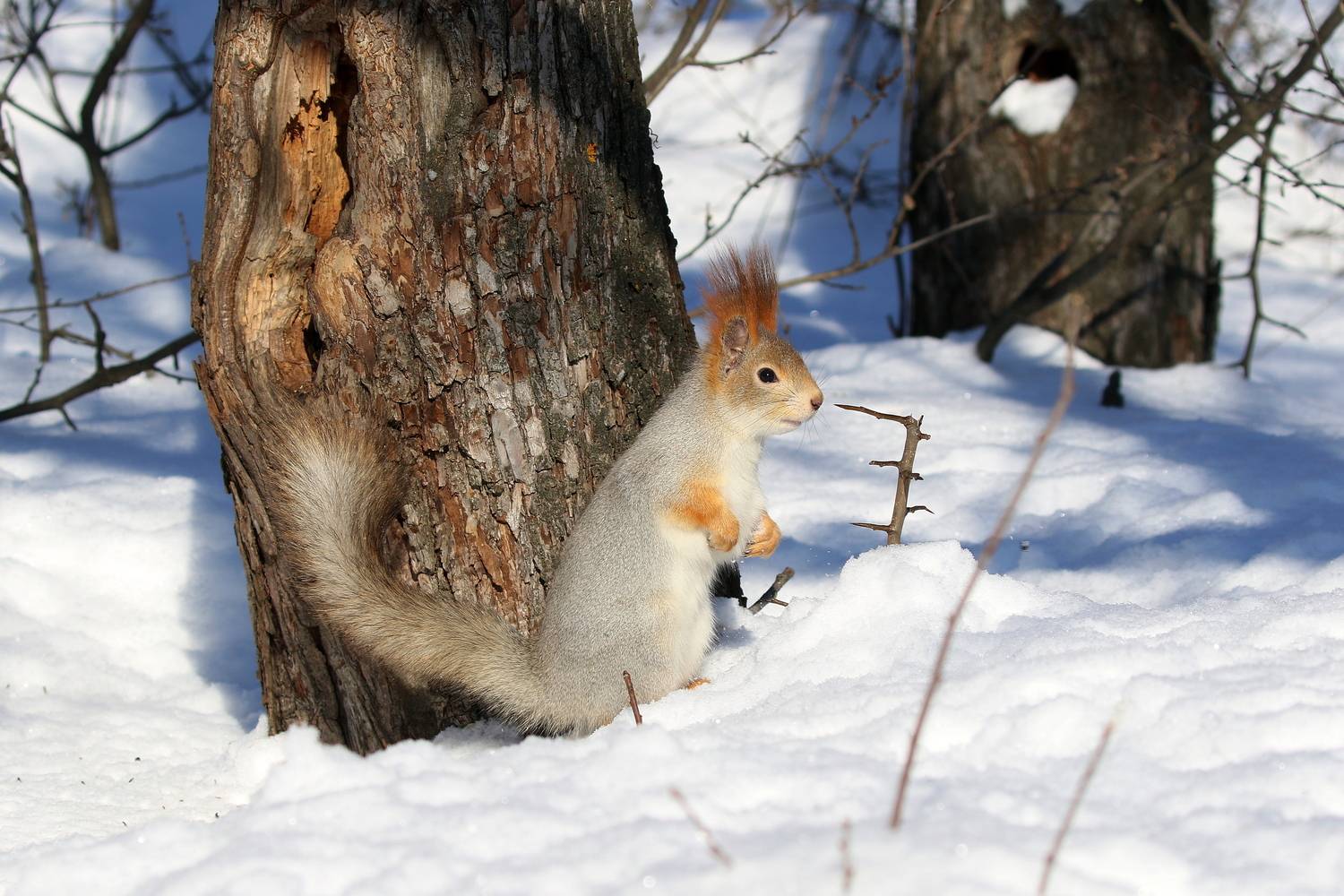 Белка наш пушистый друг!