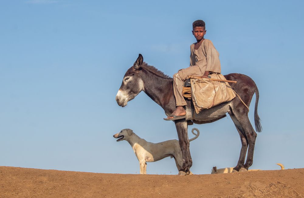 The Young Shepherd and Loyalty at Work
