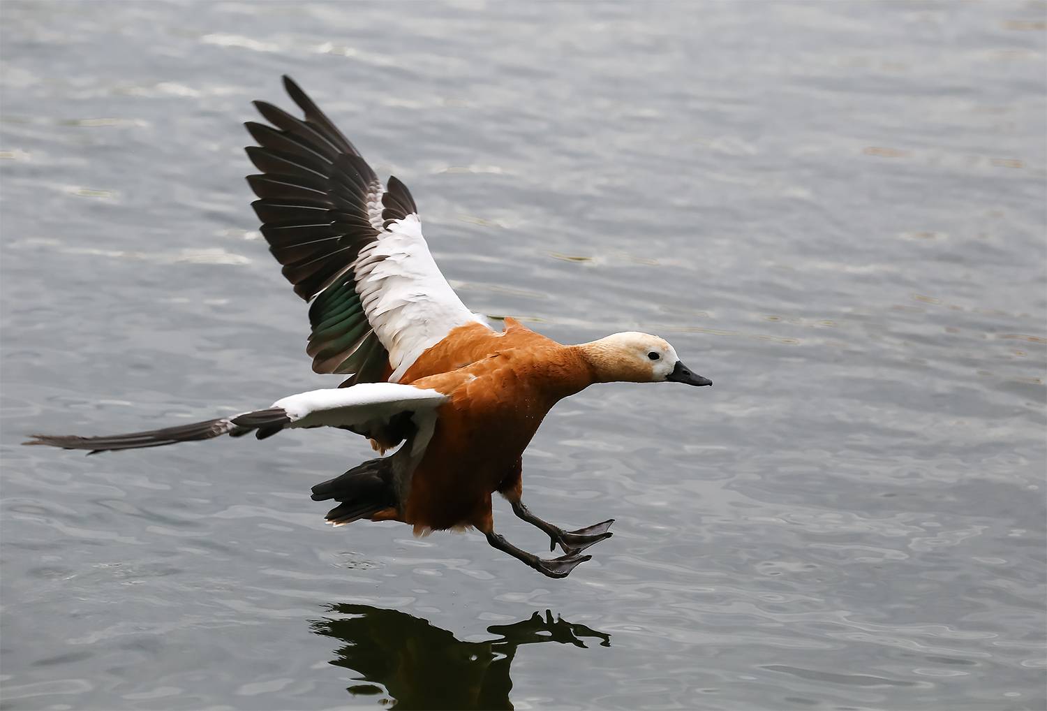 Фотография #13371131