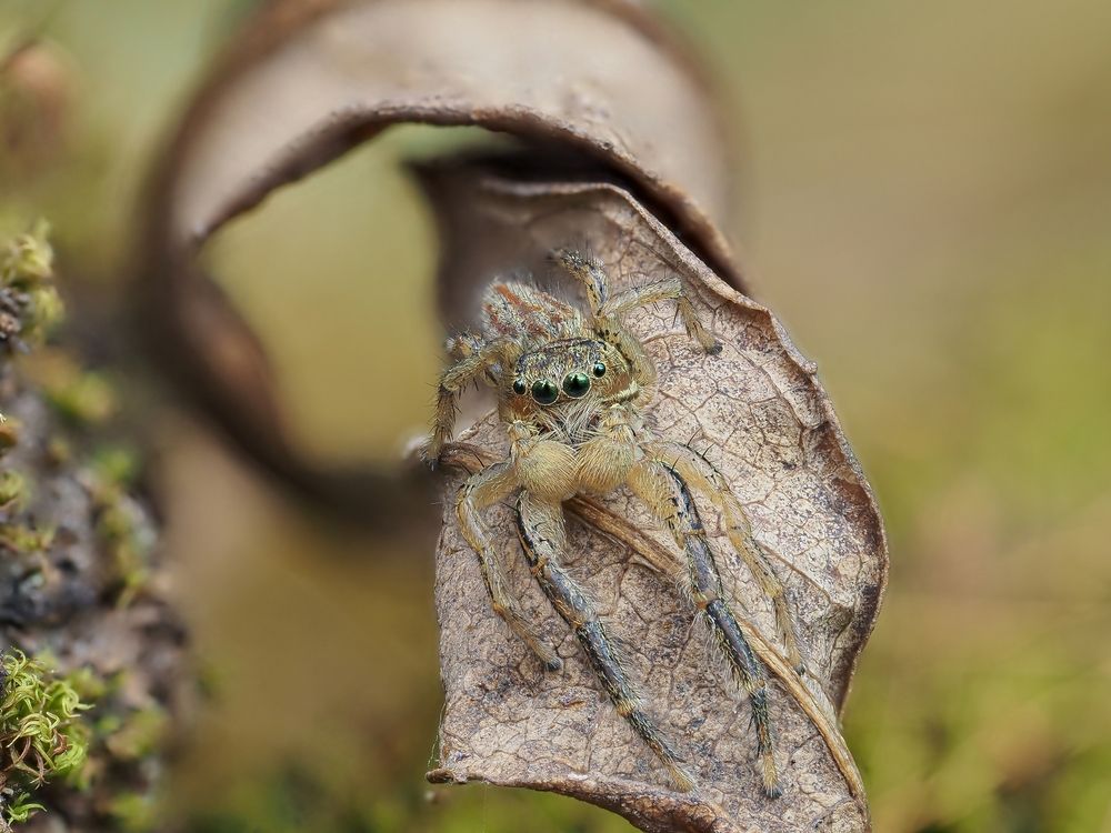 Паук-скакунчик Marpissa radiata