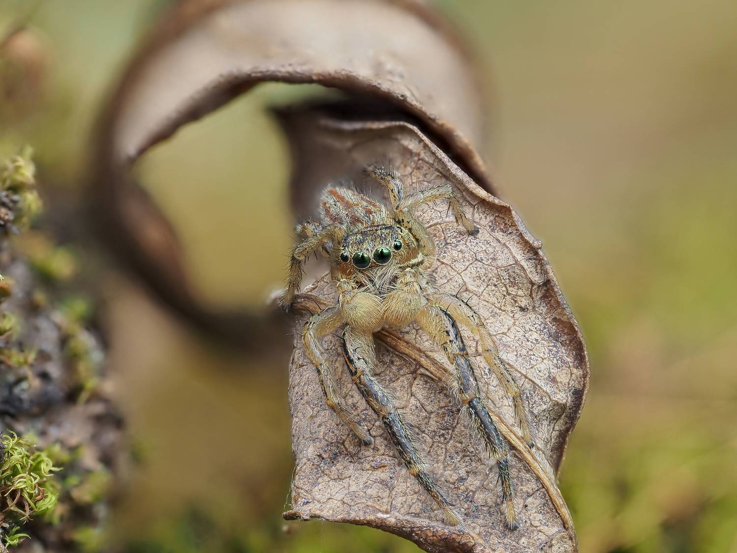 Паук-скакунчик Marpissa radiata