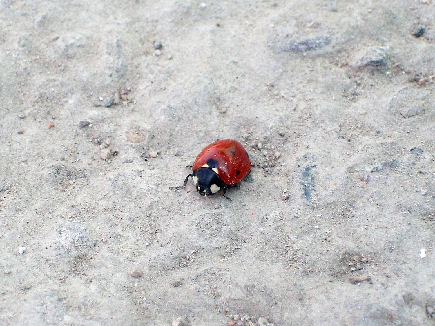 Божья коровка