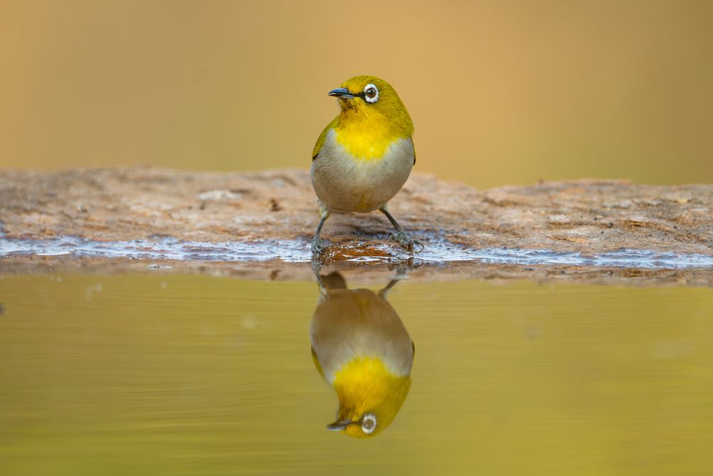 Mirror of the Golden Wild