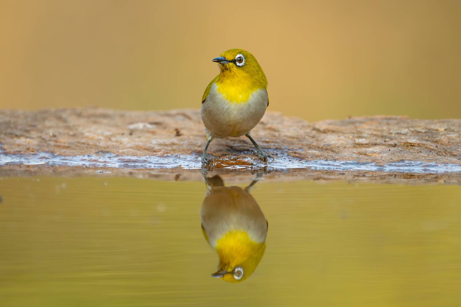 Mirror of the Golden Wild