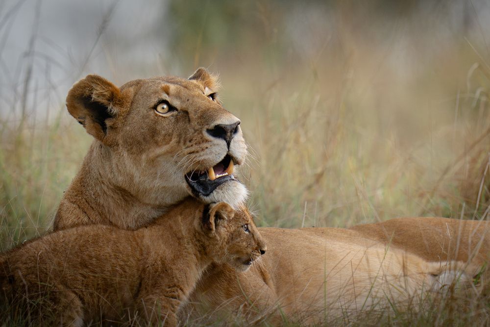 Echoes of a Mother’s Heart