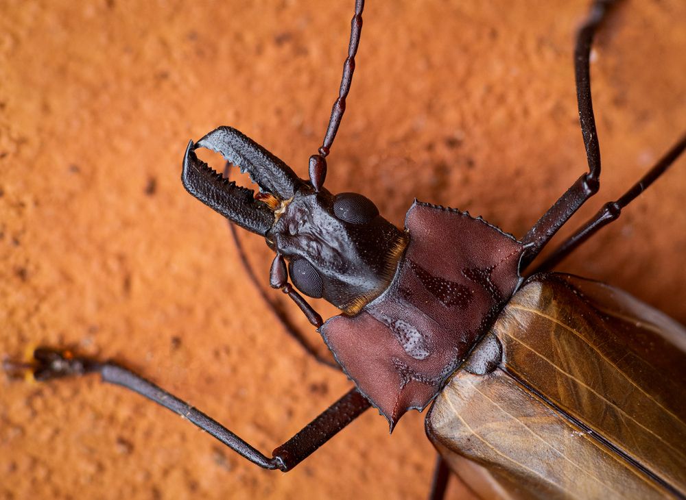 Photograph by Valdir Hobus