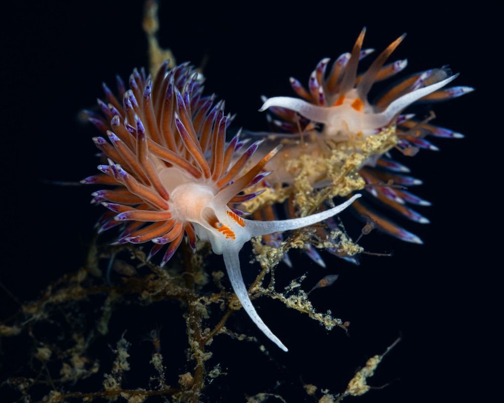 Cratena nudibranchs
