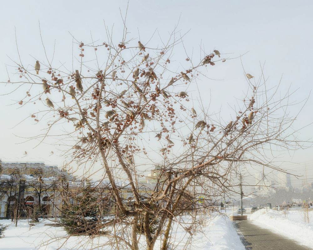 Photograph by Ирина Палкичева