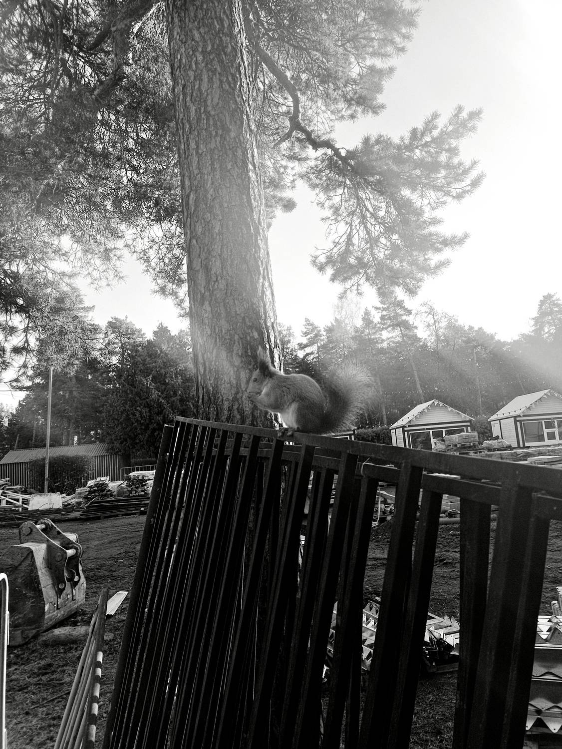 Photo #13372066