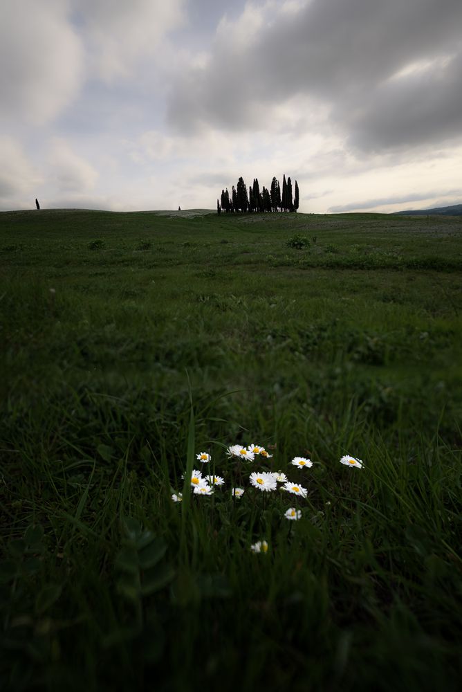 Daisies and Hills