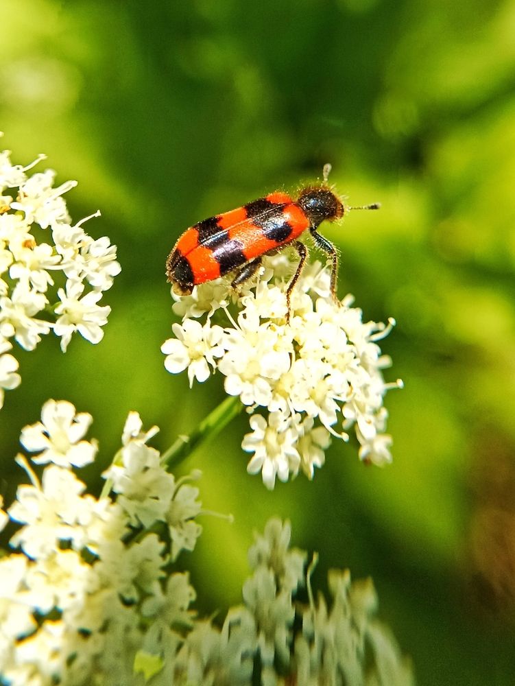 Photograph by Жанна Вахрамеева