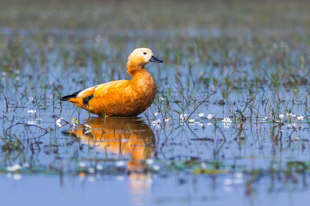Photograph by RINI GHOSH
