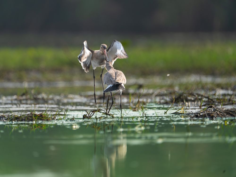 Фотография автора ANEESH BHASKARAN