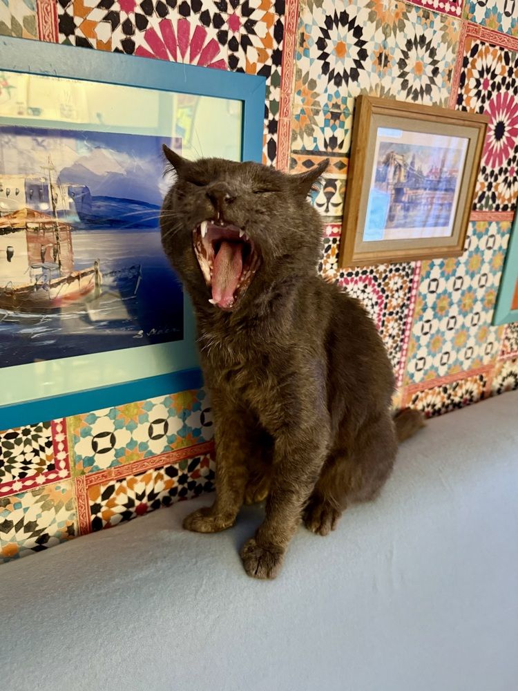 Матис и не его картины