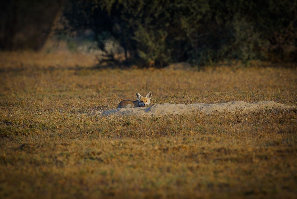 desert Fox