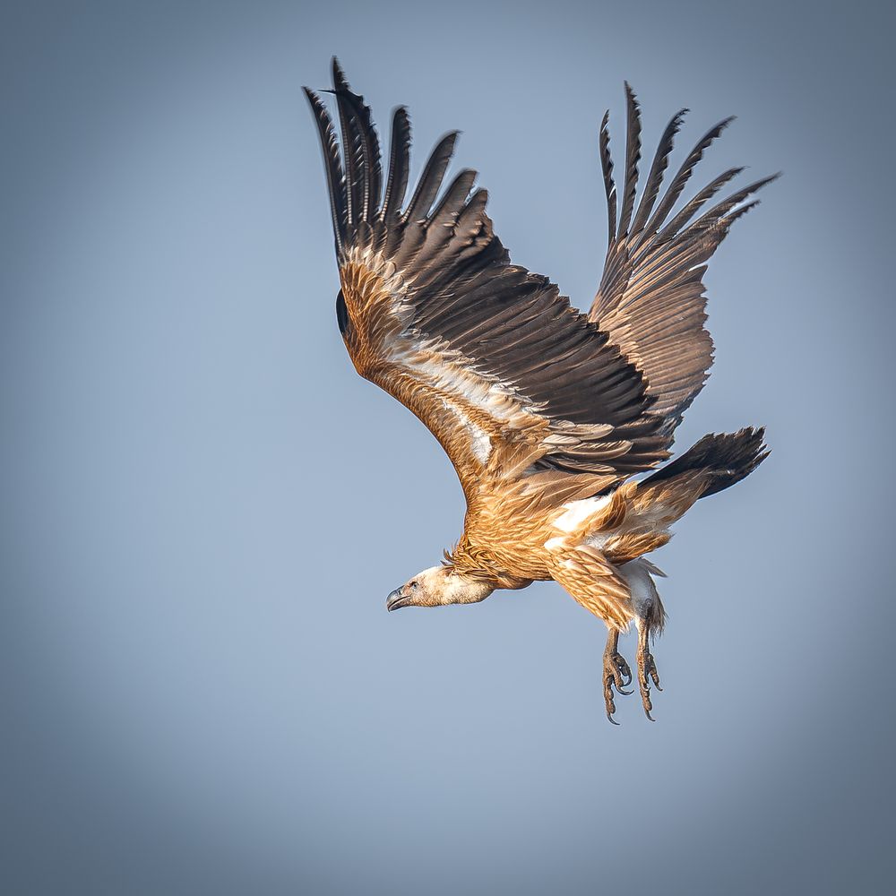 Vultures