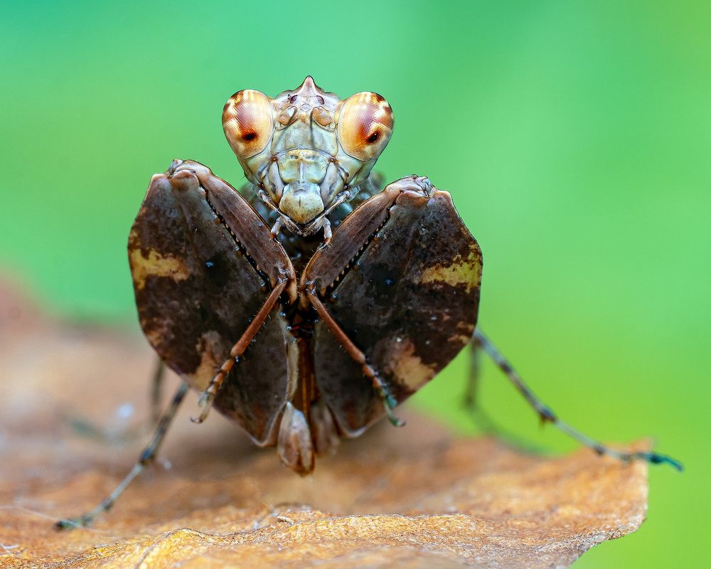 Photograph by Marcus Kam